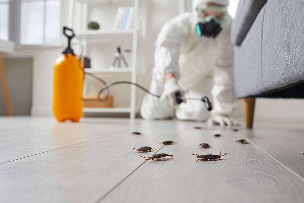 Post-Treatment Bed Bug Interceptor Monitoring in North Branch